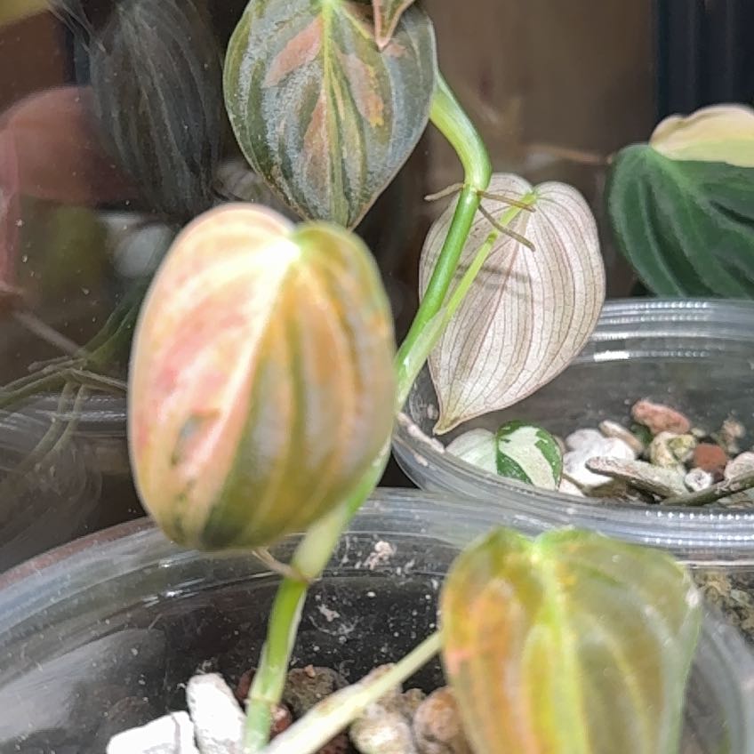 Photo of the plant species Cacao Tree by @CordialRedfir21 named Captain Plant-it on Greg, the plant care app