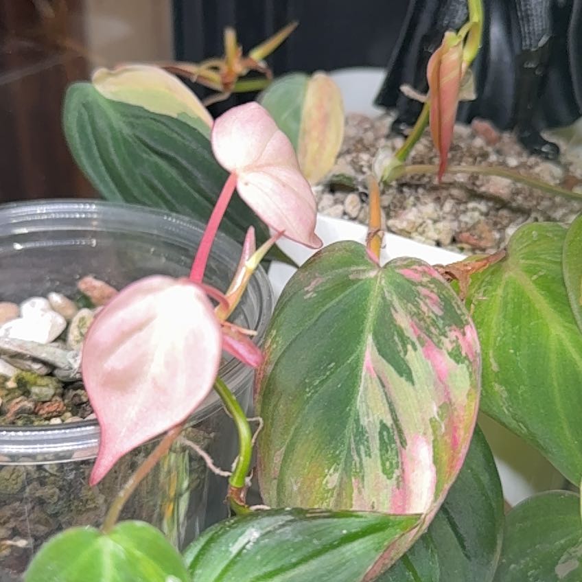 Photo of the plant species Philodendron micans 'Albo Pink' by @CordialRedfir21 named Rosa on Greg, the plant care app
