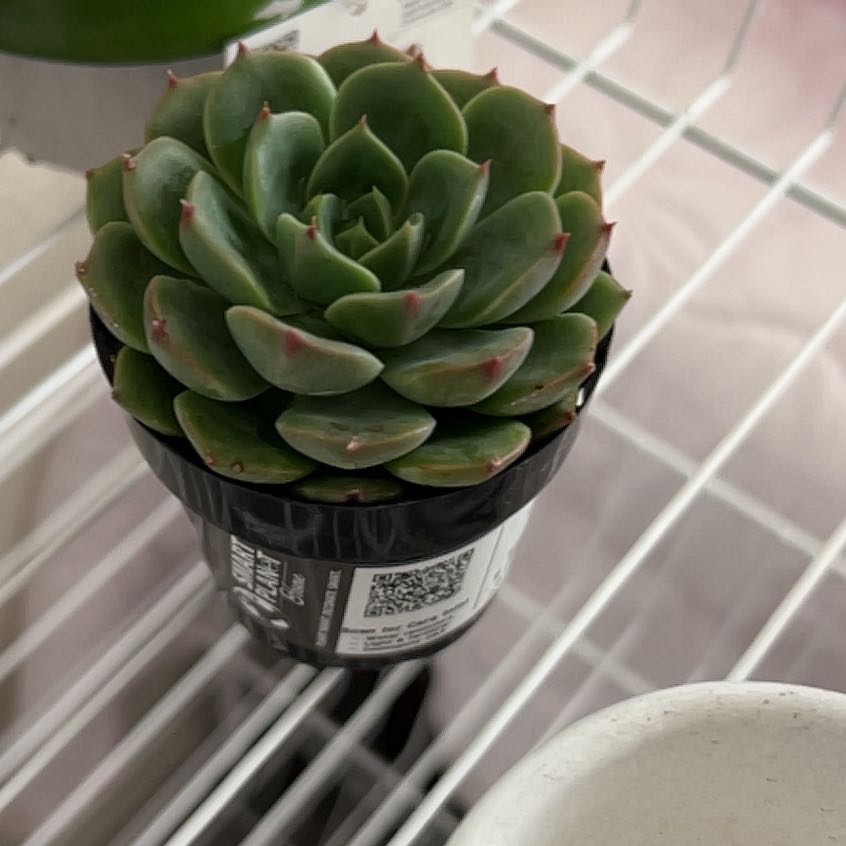 Photo of the plant species Elfstone by @HotLemon22 named Prince on Greg, the plant care app