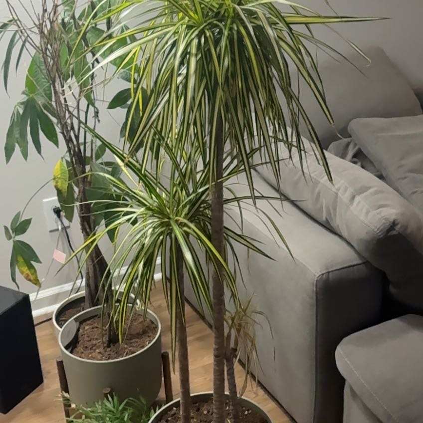 Photo of the plant species Red-Edged Dracaena by @HeroicPalqui99 named Ronaldo on Greg, the plant care app