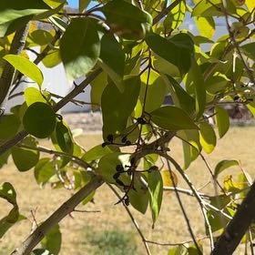Photo of the plant species Black Elderberry by @RadDeathcap57 named Sigmund on Greg, the plant care app