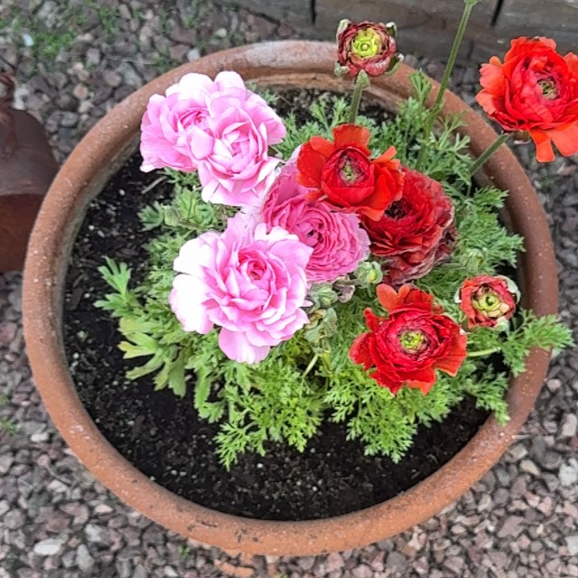 Photo of the plant species Ranunculus raeae by @QuietBlinks95 named Elina on Greg, the plant care app