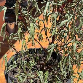 Photo of the plant species Roselle by @FabDidelta2 named Sanders on Greg, the plant care app