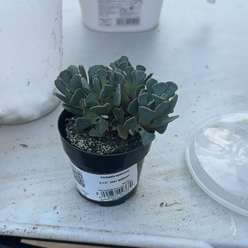 Photo of the plant species Aloinopsis by @WhizOrchids52 named Austen on Greg, the plant care app