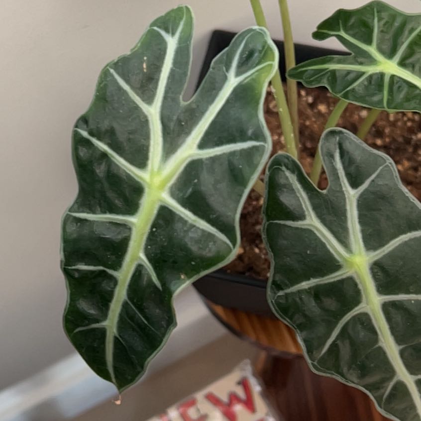 Photo of the plant species Elephant Ears by @TryMakole50 named Dax on Greg, the plant care app