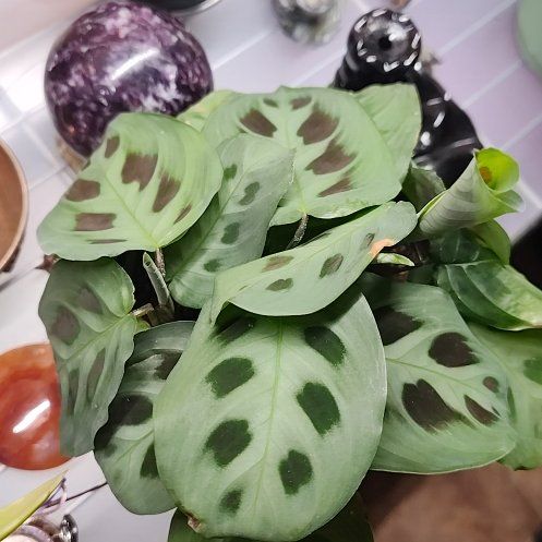 Photo of the plant species Prayer Plant by @VividFlatpea16 named Elle on Greg, the plant care app