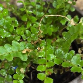 Photo of the plant species Ceterach Officinarum by @ExultantOkra15 named Bigleef Smalls on Greg, the plant care app
