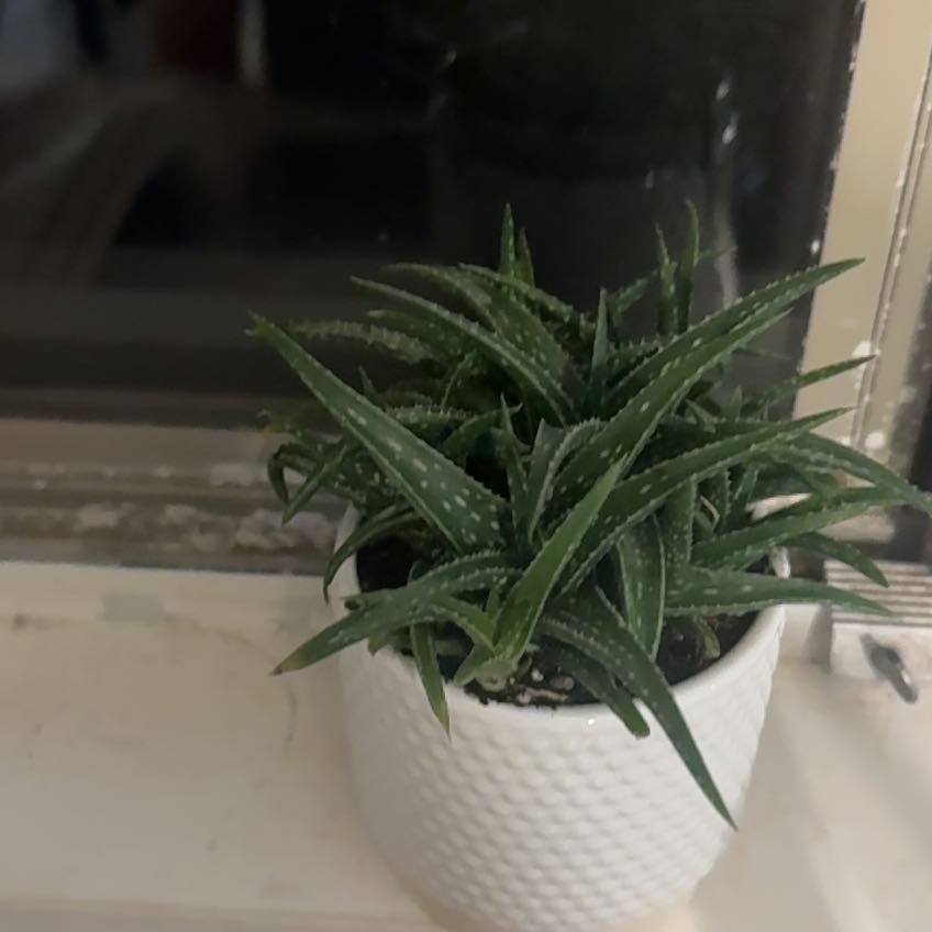 Photo of the plant species Aloe 'Firebird' by @AnewRoussea70 named Theodore on Greg, the plant care app