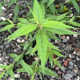 Photo of the plant species Asclepias Incarnata by Sharon named Darwin on Greg, the plant care app