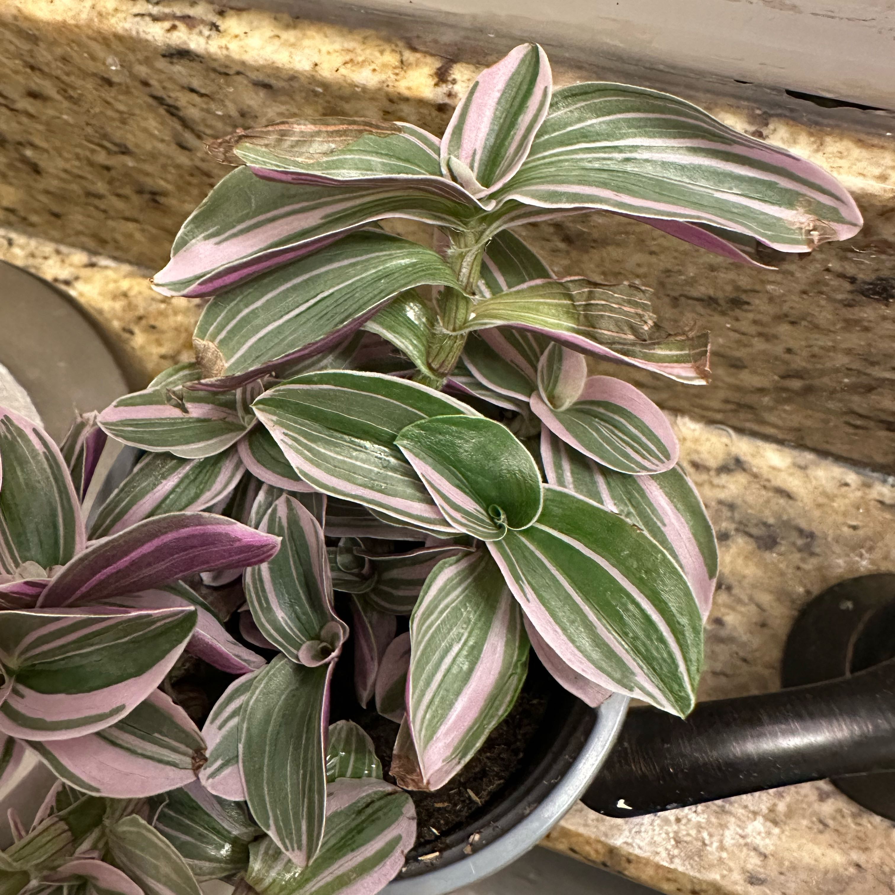Photo of the plant species Small-Leaf Spiderwort by @ZestyMangeao52 named Rosa on Greg, the plant care app