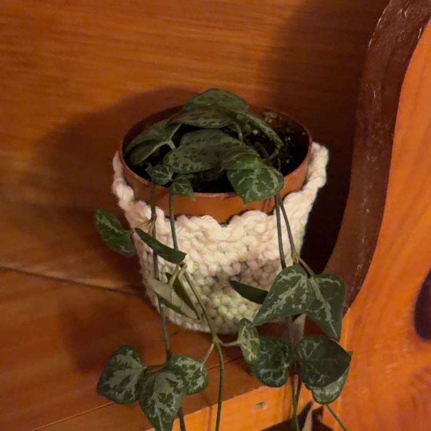 Photo of the plant species String Of Arrows by @ZestyMangeao52 named Winston on Greg, the plant care app