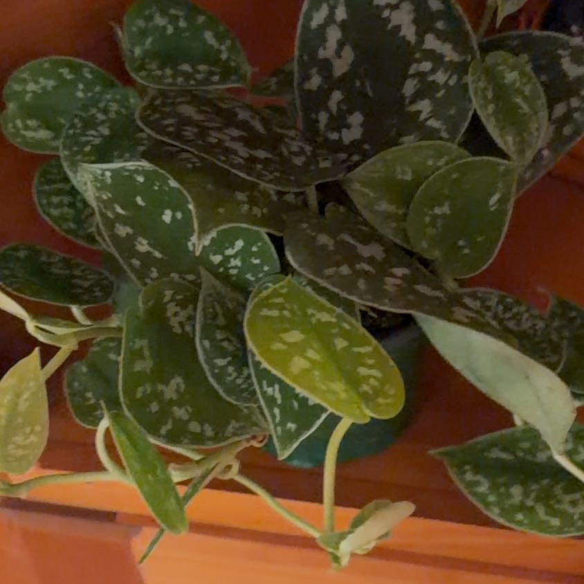 Photo of the plant species Silvery Anne Pothos by @ZestyMangeao52 named Ann on Greg, the plant care app