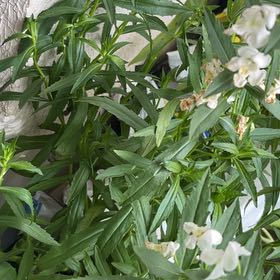 Photo of the plant species Angelonia by @GladTupeia60 named Achilles on Greg, the plant care app
