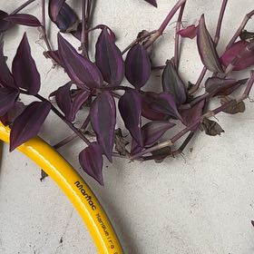 Photo of the plant species Wandering Dude 'Burgundy' by @GladTupeia60 named Miley on Greg, the plant care app