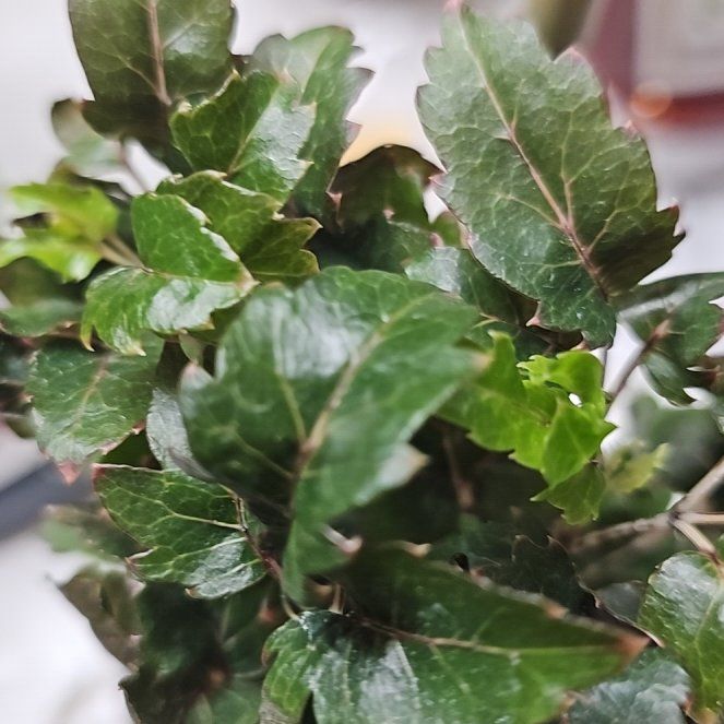Photo of the plant species Holly Osmanthus by @BigApricot48 named Apollo on Greg, the plant care app