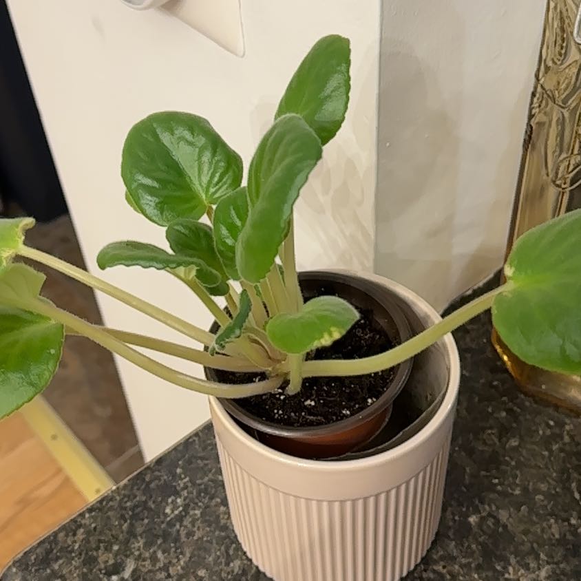 Photo of the plant species African Violet by @YernSandrose44 named Elina on Greg, the plant care app