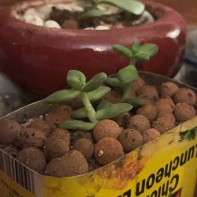 Photo of the plant species Crassula rogersii by @RuggedWaxvine named Homer on Greg, the plant care app