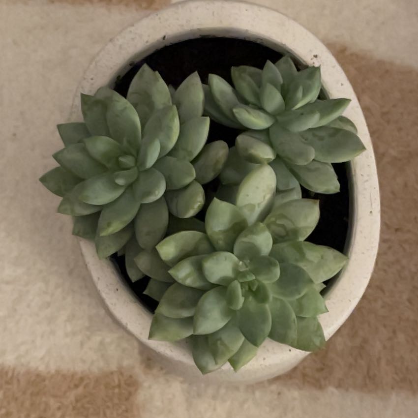 Photo of the plant species Mexican Snowball 'Album' by @YesOrchid18 named Jeremy onyx gerrmy on Greg, the plant care app