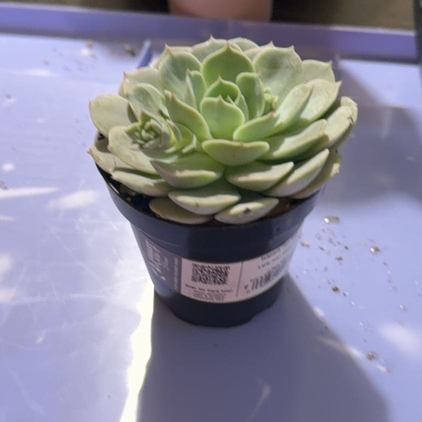 Photo of the plant species Echeveria 'Fluer Blanc' by @Plantnewb503 named Sproutacus on Greg, the plant care app