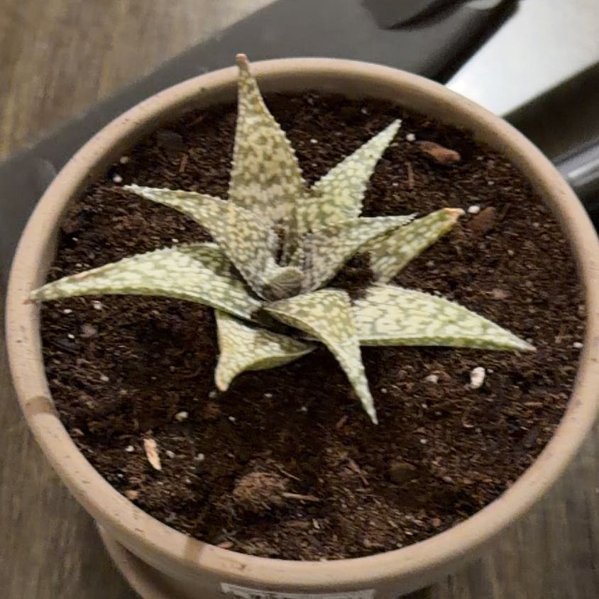 Photo of the plant species Aloe Snowstorm by @Plantnewb503 named Hybree on Greg, the plant care app