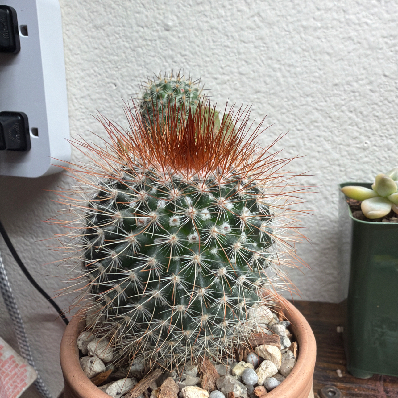 Photo of the plant species Mammilaria Spinosissima by @Plantnewb503 named Red Headed Prick on Greg, the plant care app