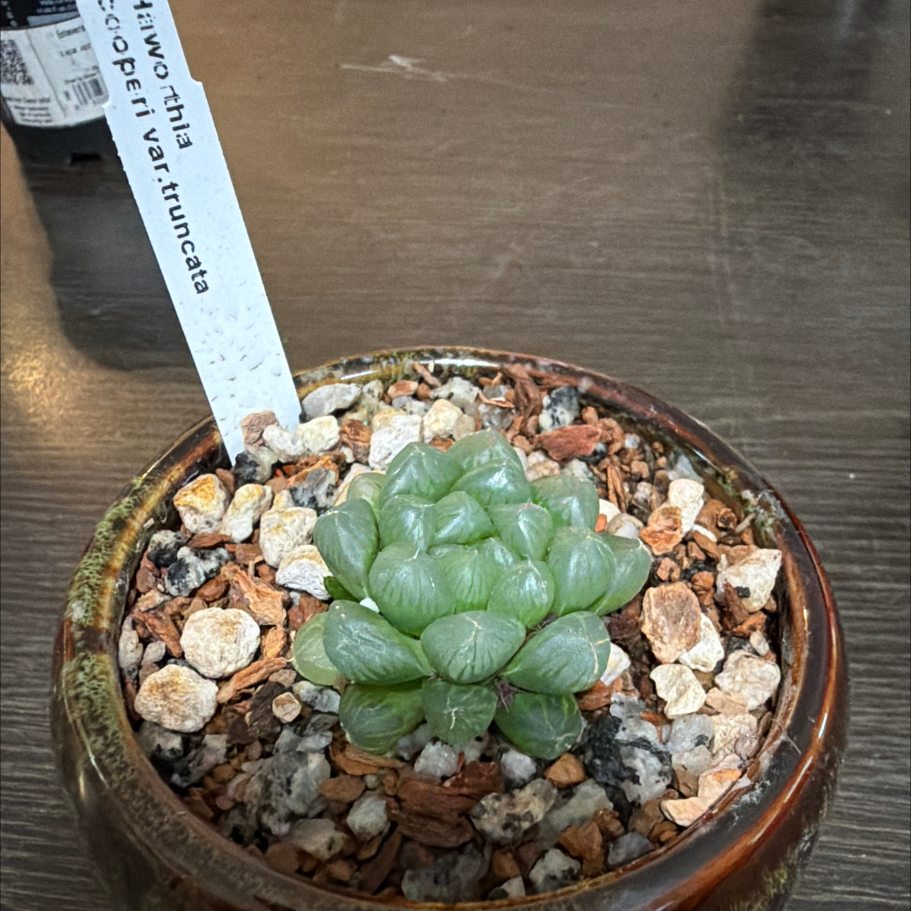 Photo of the plant species haworthia cooperi 'Truncata' by @Plantnewb503 named Cooper on Greg, the plant care app