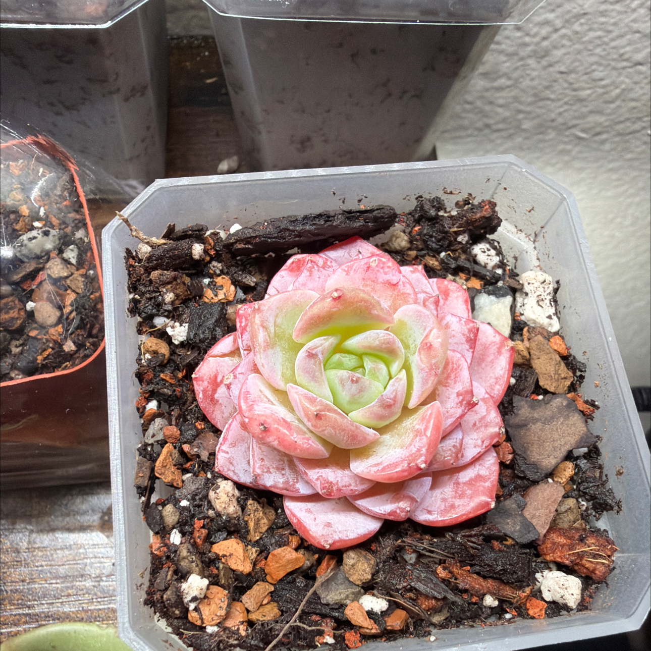 Photo of the plant species Echeveria 'Alba beauty' by @Plantnewb503 named Luna on Greg, the plant care app