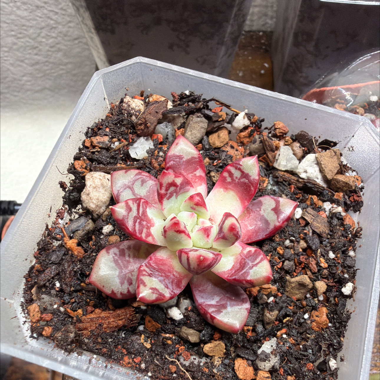 Photo of the plant species Echeveria 'Red Swan' by @Plantnewb503 named Fernie Saunders on Greg, the plant care app