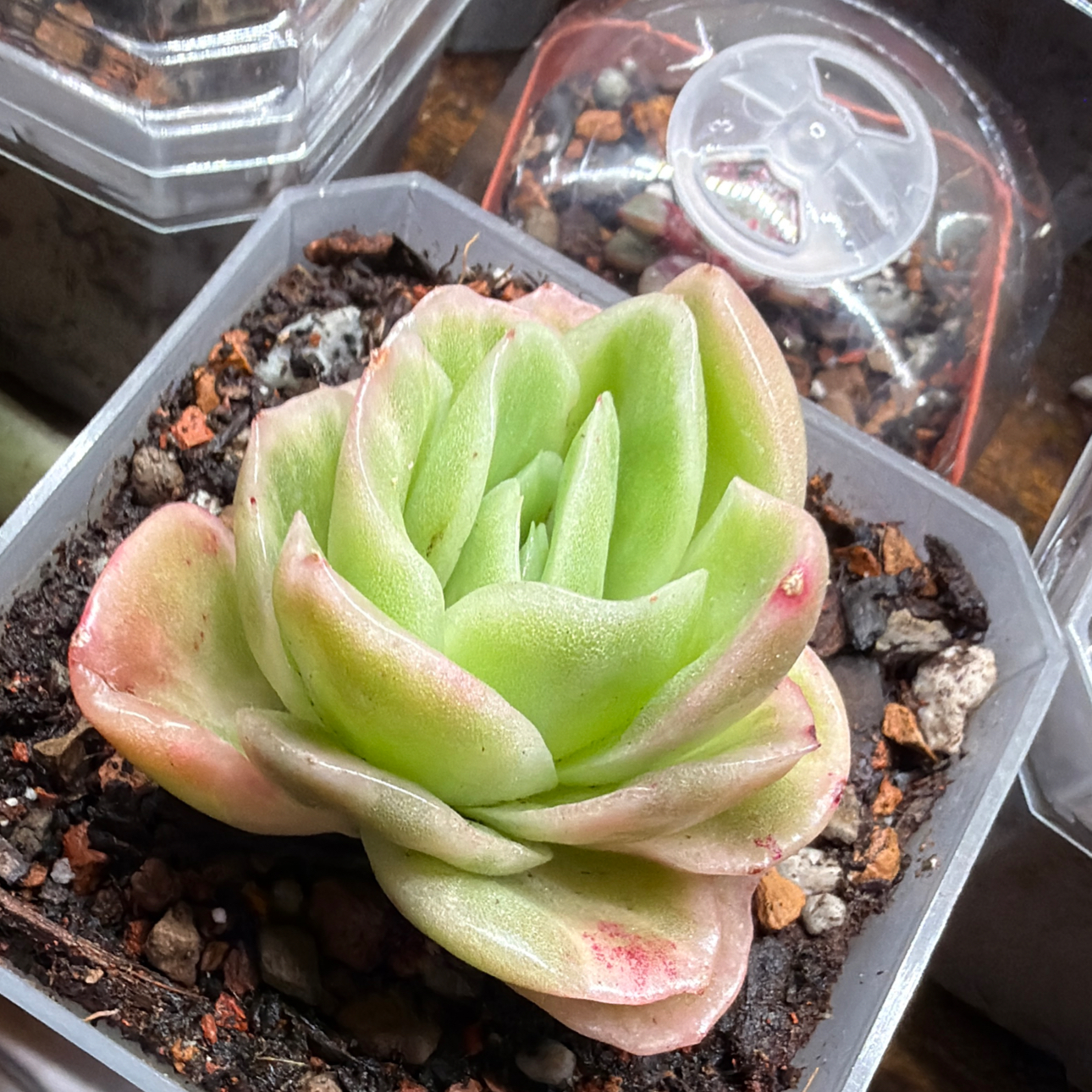 Photo of the plant species Ice rose by @Plantnewb503 named Eva on Greg, the plant care app