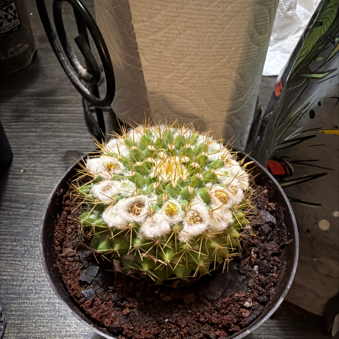 Photo of the plant species Mammilaria marksiana by @Plantnewb503 named Beckham on Greg, the plant care app