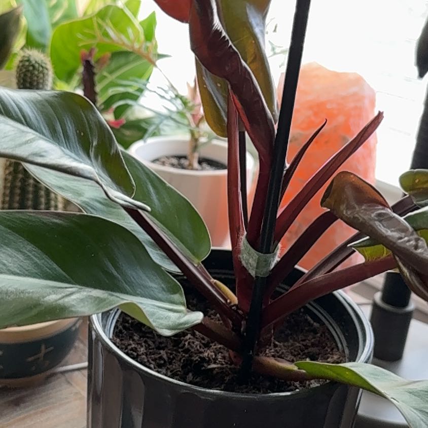 Photo of the plant species Philodendron 'Imperial Red' by @FastGoldwire24 named Miley on Greg, the plant care app