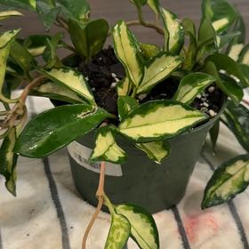 Photo of the plant species Hoya Tricolor by @FastGoldwire24 named Naomi on Greg, the plant care app