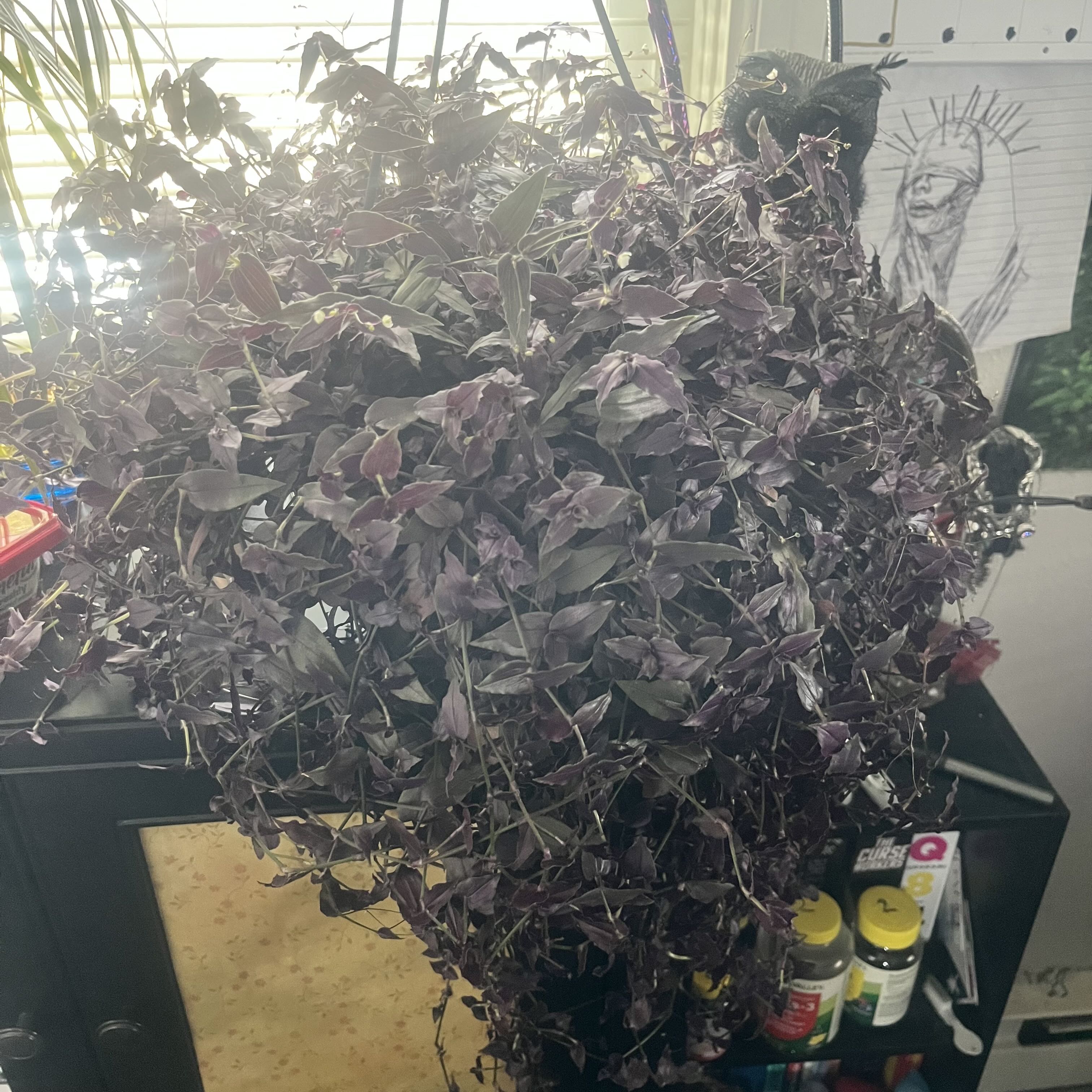 Photo of the plant species Dotted Bridalveil by @Drownedinlove named Helena on Greg, the plant care app