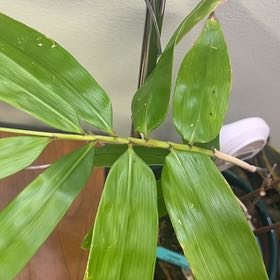 Photo of the plant species Black Bamboo 'Othello' by @FunDyebush39 named Sherlock on Greg, the plant care app