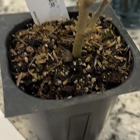Photo of the plant species White Pillar Hibiscus by @AllegiantAlula1 named Queen on Greg, the plant care app