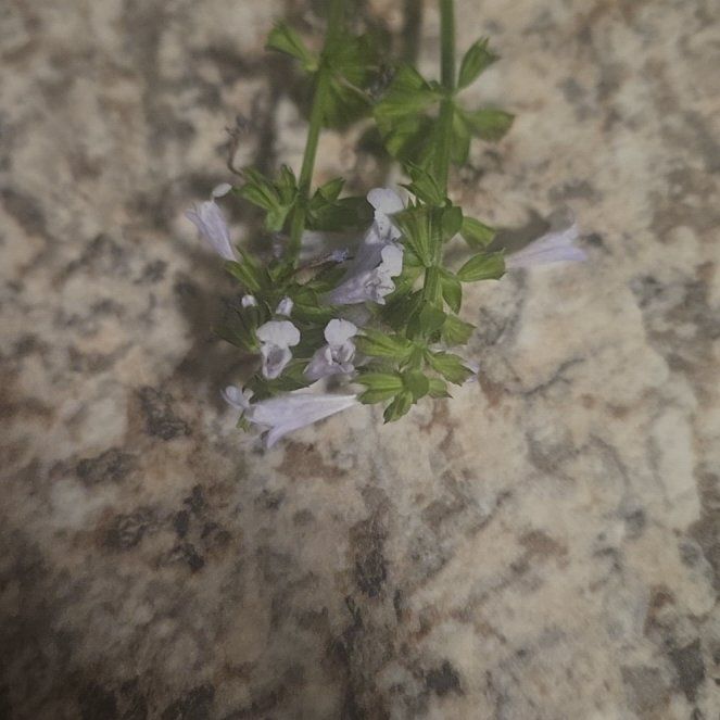 Photo of the plant species Lesser Calamint by @RealPawpaw74 named McKinley on Greg, the plant care app