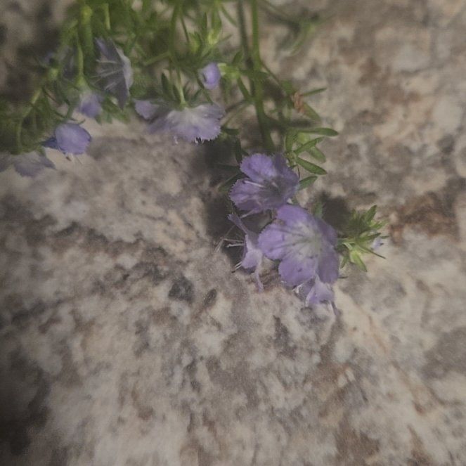 Photo of the plant species Engelmann's Sage by @RealPawpaw74 named Pax on Greg, the plant care app