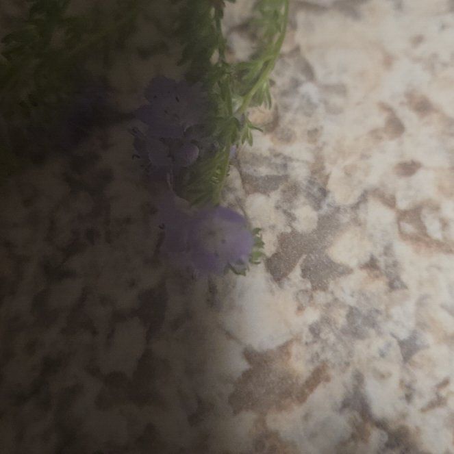Photo of the plant species Texas Vervain by @RealPawpaw74 named Taylor Swift on Greg, the plant care app