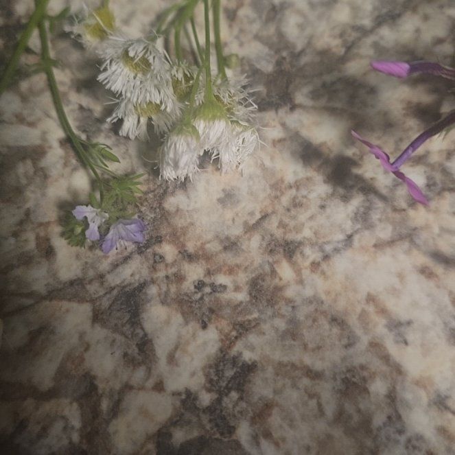 Photo of the plant species Wavyleaf Sea Lavender by @RealPawpaw74 named Kendall on Greg, the plant care app