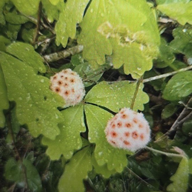 Photo of the plant species Mustang Grape by @RealPawpaw74 named Zeus on Greg, the plant care app