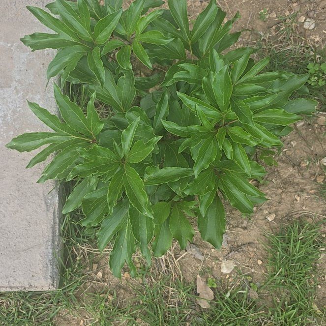 Photo of the plant species Common Peony by @RealPawpaw74 named Shakira on Greg, the plant care app
