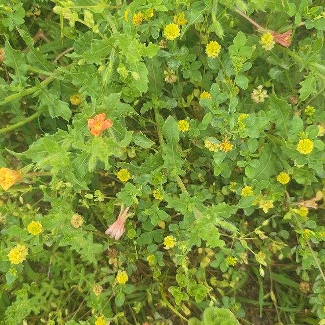 Photo of the plant species Baby Jump-Up by @RealPawpaw74 named Leonardo on Greg, the plant care app