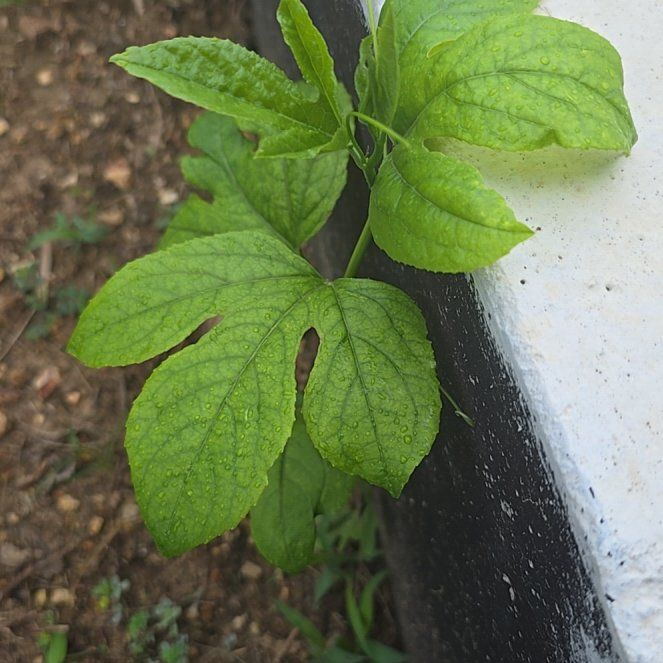 Photo of the plant species Maypop by @RealPawpaw74 named Miley on Greg, the plant care app