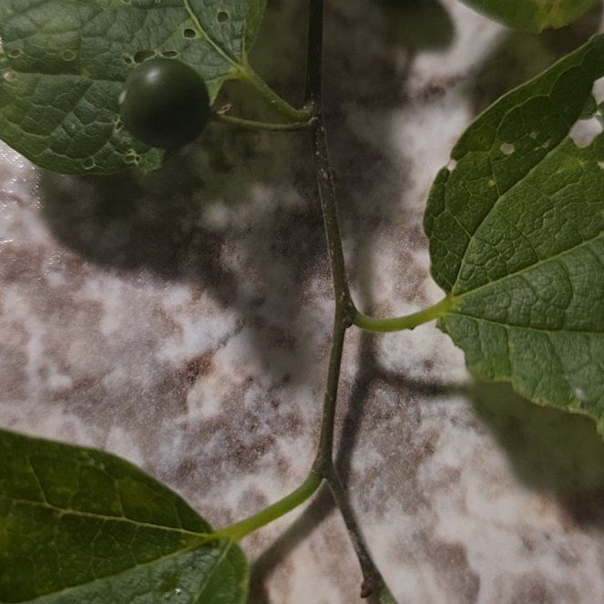 Photo of the plant species Western Hackberry by @RealPawpaw74 named Ronaldo on Greg, the plant care app