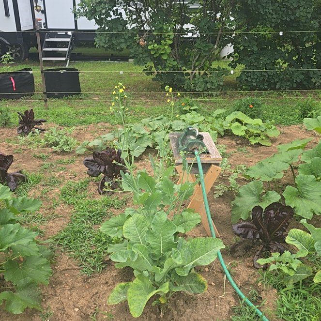 Photo of the plant species Horseradish by @RealPawpaw74 named Sage on Greg, the plant care app
