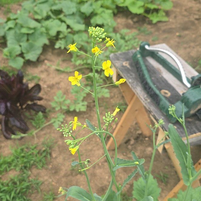 Photo of the plant species Brassica Napus by @RealPawpaw74 named Einstein on Greg, the plant care app