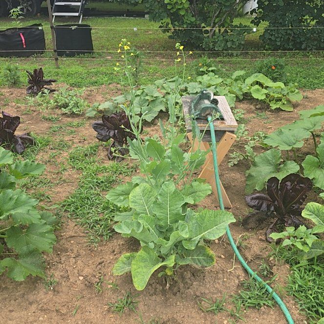 Photo of the plant species Horseradish by @RealPawpaw74 named Homer on Greg, the plant care app