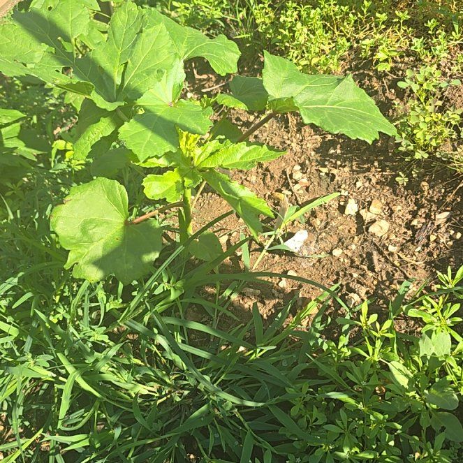 Photo of the plant species China Jute by @RealPawpaw74 named Orwell on Greg, the plant care app