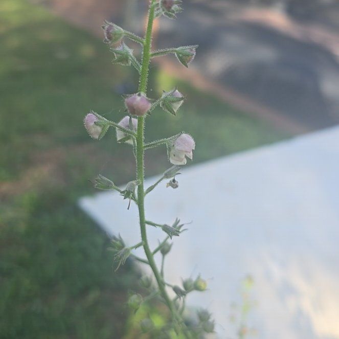 Photo of the plant species Common Foxglove by @RealPawpaw74 named Elle on Greg, the plant care app