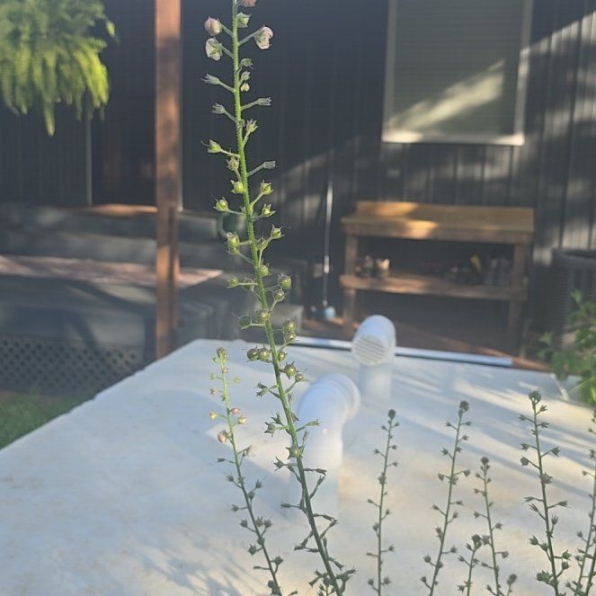 Photo of the plant species Poorman Pepperweed by @RealPawpaw74 named Demi on Greg, the plant care app